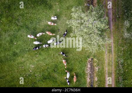 Herde Kühe auf einer Wiese im Komitat WeGrow, Woiwodschaft Masowien im östlichen Mittelpolen Stockfoto