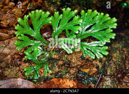 Tropisches Clubmoos, Salaginella sp, Borneo, Ostmalaysien Stockfoto