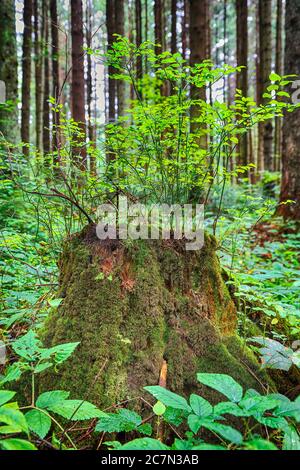 Alter, moosiger Baumstumpf in grünem, sonnendurchfluteten Waldboden. Großer Baumstumpf im Sommerwald. Junger Heidelbeerbusch auf einem mit Moos bedeckten Stumpf Stockfoto