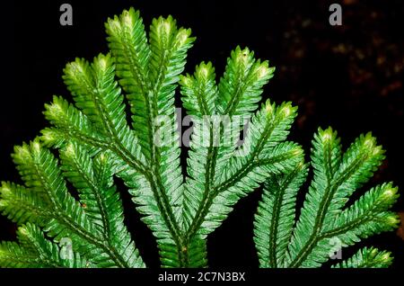 Tropisches Clubmoos, Salaginella sp, Borneo, Ostmalaysien Stockfoto