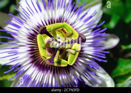 Fetid Passionflower, Scarletfruit Passionflower, stinkende Passionflower (Passiflora foetida). Geringe Schärfentiefe Stockfoto