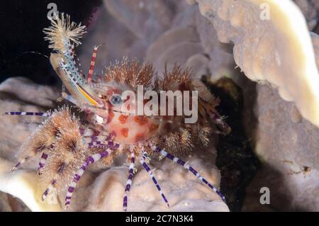 Marmorierte Garnelen, Saron sp, Nachttauchgang, Village Reef Tauchplatz, nahe Pier, Nusa Laut; Indonesien, Banda Sea, Pazifischer Ozean Stockfoto