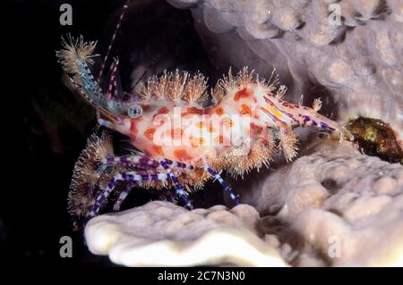 Marmorierte Garnelen, Saron sp, Nachttauchgang, Village Reef Tauchplatz, nahe Pier, Nusa Laut; Indonesien, Banda Sea, Pazifischer Ozean Stockfoto