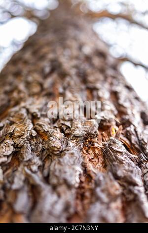 Santa Fe National Forest Park mit Nahaufnahme Makro Blick auf Kiefer Baumrinde Stamm und flache Tiefe des Feldes verschwommen Bokeh Hintergrund zeigt Textur Stockfoto
