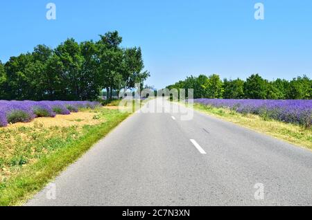Leere Asphaltstraße entlang Lavendelfeldern. Hochebene von Valensole, Provence, Frankreich Stockfoto