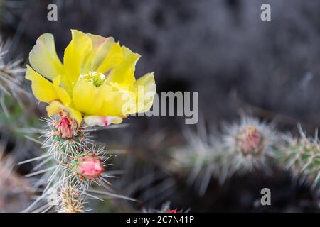 Kaktus aus stacheligen Birnen im Bandelier National Monument in New Mexico Makro-Nahaufnahme mit Bokeh Hintergrund und lebendigen bunten gelben Blüten Stockfoto