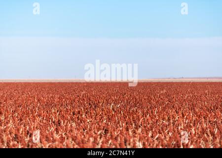 Kansas Land ländlichen Land mit Ackerland Farm Feld im Herbst Saison der trockenen Sorghum bicolor milo Blumen Ernte Getreide mit blauen Himmel und horiz Stockfoto