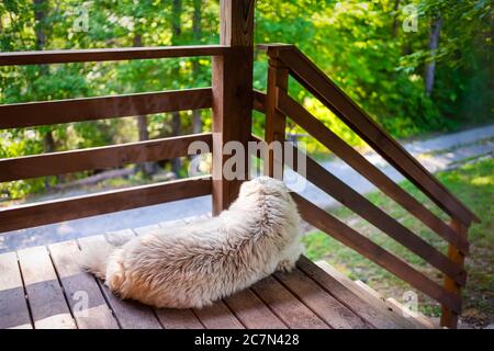 Weißer großer pyrenäen Hund liegend entspannend ruht am Eingang des Bauernhauses oder Haus Deck hölzerne Veranda lookinh auf Natur Wald Blick Stockfoto