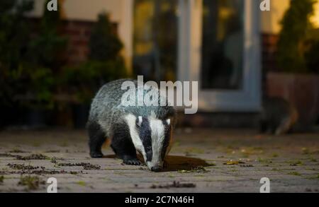 Städtischer Dachs (Meles meles) Besuch Terrasse des britischen Gartens in der Nacht im Rampenlicht gefangen. Eltern Tierfutter & Baby sitzt auf Hintertür Matte! Stockfoto