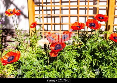 Viele bunte leuchtend orange rote Mohnblumen in Gartensommer Dekoration mit grünen Knospen am sonnigen Tag Nahaufnahme Stockfoto