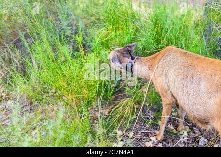 Ein Maultier Hirsch grast in der Nähe des Campingplatzes Essen Sträucher grüne Pflanzen im Zion National Park in Utah Campingplatz mit gps-Tracking Kragen Stockfoto