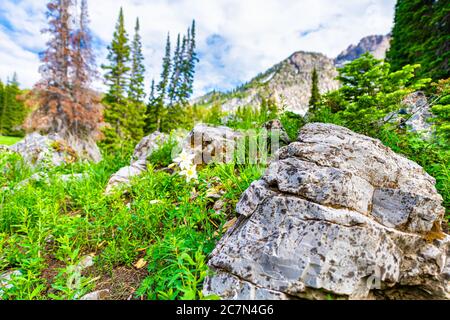 Albion Basin in Alta, Utah Sommer mit Landschaftsblick auf felsige Wasatch Berge auf Cecret Lake Trail Wanderung mit Felsen im Vordergrund und weißen Säulen Stockfoto