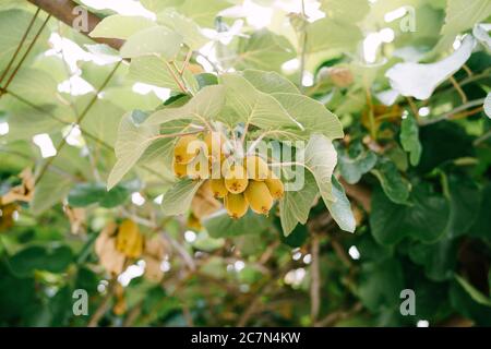 Fast reife Kiwi-Früchte hängen an einem Baum. Stockfoto