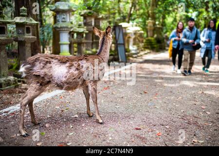 Menschen Touristen am Kasuga Schrein, Nara Japan zu Fuß auf dem Weg und ein kranker sika freundliche Hirsch vergießen Fell wegen Krankheit Stockfoto