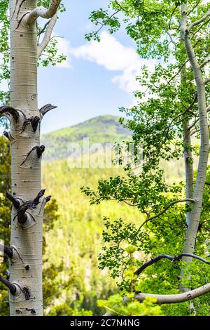 Santa Fe National Forest Park Berge mit grünen Espenbäumen im Frühjahr oder Sommer mit Nahaufnahme Vordergrundansicht von Laubblättern Stockfoto