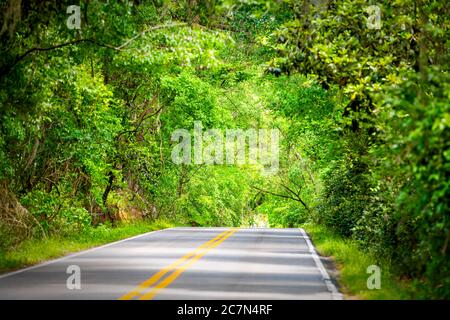 Tallahassee, Florida Leere Straße Miccosukee malerische Canopy Straße mit niemand während des Tages mit südlichen lebenden Eichen Stockfoto