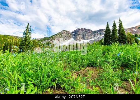 Viele Vergiss-mich-nicht blaue Blumen mit Hintergrund des Devil's Castle Peak auf dem Trail im Albion Basin, Utah Sommer in Wasatch Mountains zu Cecret Lake Stockfoto