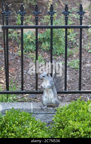 Ein Eichhörnchen auf Hinterbeinen stehend. Stockfoto