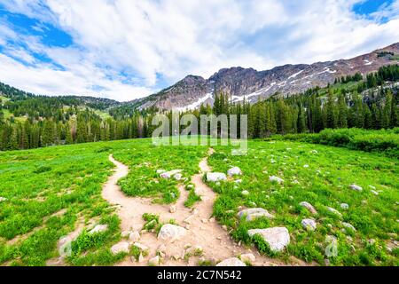 Albion Basin, Utah Blick auf grünen Kiefernwald auf Sommer Road Trail in 2019 in Wasatch Berge mit felsigen Schnee Devil's Castle Berg Stockfoto