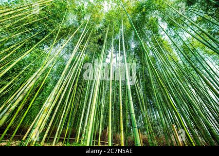 Kyoto, Japan Baldachin niedrigen Winkel Weitwinkel Blick auf Arashiyama Bambus Waldpark Muster von vielen Pflanzen am Frühlingstag mit grünem Laub colo Stockfoto