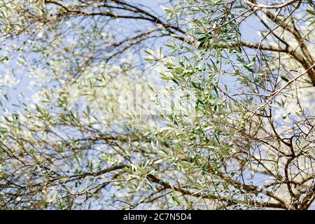 Olivenblätter auf Ästen, mit grünen Früchten gegen den blauen Himmel. Stockfoto