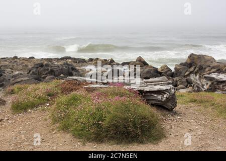 Treibholz und Wildblumen entlang der Küste in Yachats, Oregon, USA. Stockfoto