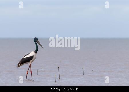 Schwarzhalsstorch (Ephippiorhynchus asiaticus) oder jabiru, der durch flaches Wasser wattet. Cairns, Queensland, Australien Stockfoto