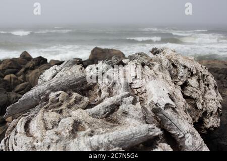 Treibholz entlang der Küste in Yachats, Oregon, USA. Stockfoto