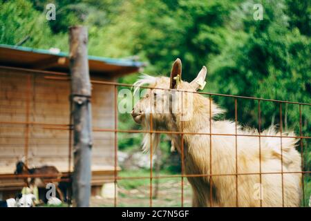 Nahaufnahme Porträt der braunen Ziege im Profil, hinter dem Zaun auf der Ziegenfarm. Stockfoto