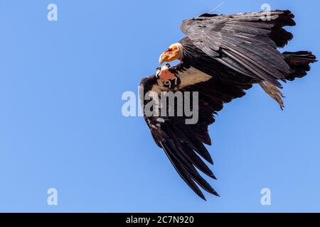 Kalifornischer Kondor (Gymnogrips californianus) im Flug. Auf dem Flügel ist ein Identifizierungsschild zu sehen. Grand Canyon National Park, Arizona, USA. Stockfoto