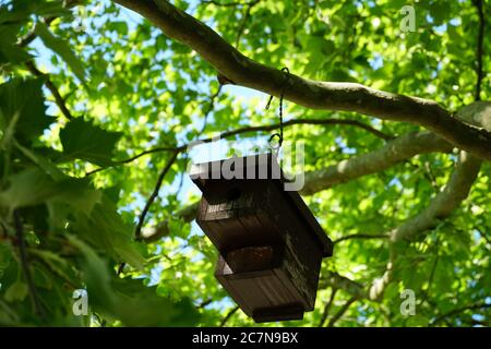 Eine Vogelkiste, die in der Baumkrone zwischen frischem, grünem Laub aufgehängt ist Stockfoto