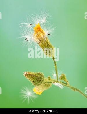 Ungeöffnete Blütenknospen eines schmalen Blattes Hagebart, Crepis tectorum, sind mit seinen eigenen Samen bedeckt, die denen des gewöhnlichen Löwenzahn A ähnlich aussehen Stockfoto