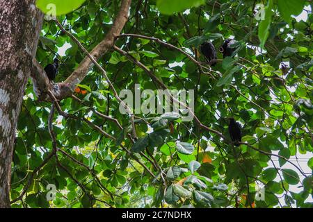 Eine Gruppe von Geiern, die in einem Baum in Puerto Viejo, Costa Rica, thront Stockfoto