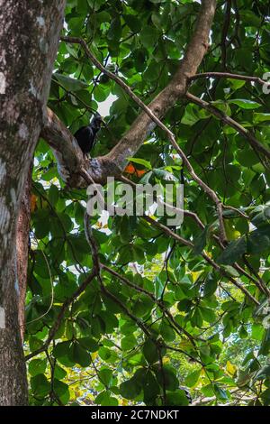 Eine Gruppe von Geiern, die in einem Baum in Puerto Viejo, Costa Rica, thront Stockfoto