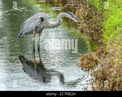 Sarasota, USA, 18Juli 2020 - EIN blauer Reiher auf der Suche nach Fischen in einem Teich in Sarasota, Florida. Kredit: Enrique Shore/Alamy Stock Foto Stockfoto