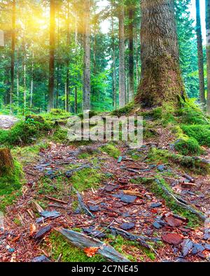 Moos bedeckte Baumwurzeln im Wald im Herbst. Landschaft mit dem Herbstwald. Starke Wurzeln alter Bäume. Stockfoto