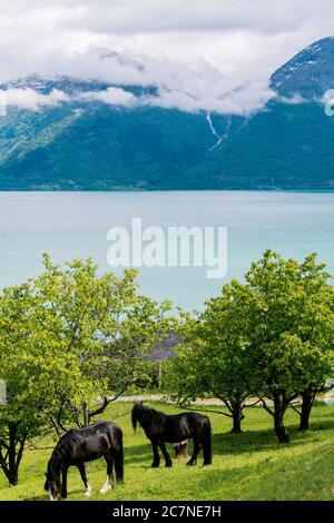 Vertikale Aufnahme von zwei schwarzen Pferden in norwegischen Fjorden Stockfoto