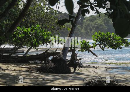 Palmen und Pflanzen an einem abgelegenen Strand mit dem Karibischen Meer im Hintergrund in Puerto Viejo, Costa Rica Stockfoto