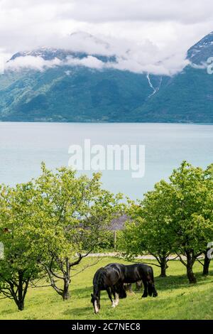 Vertikale Aufnahme von zwei schwarzen Pferden in norwegischen Fjorden Stockfoto