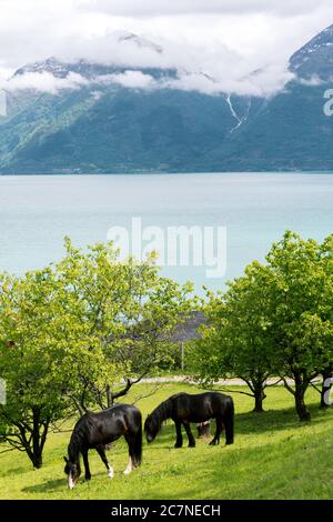 Vertikale Aufnahme von zwei schwarzen Pferden in norwegischen Fjorden Stockfoto