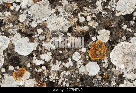 Nahtlose Textur von weißem Mustigkeit mit orangen Flecken auf grauem Stein. Volterra. Italien. Stockfoto