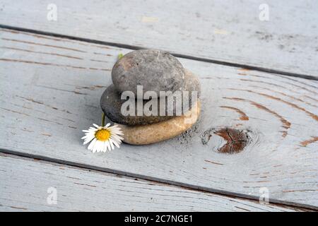 Nahaufnahme von Kieselsteinen übereinander gestapelt Neben Daisy Blume auf einer hölzernen Oberfläche Stockfoto