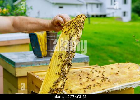 Imker prüft Bienenstöcke mit Bienen, Pflege für Rahmen Wabe voller Bienen Stockfoto