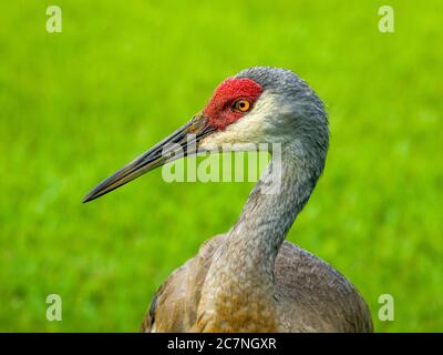 Sarasota, USA, 18.Juli 2020 - ein ausgewachsener Sandhügelkran in Sarasota, Florida. Kredit: Enrique Shore/Alamy Stock Foto Stockfoto