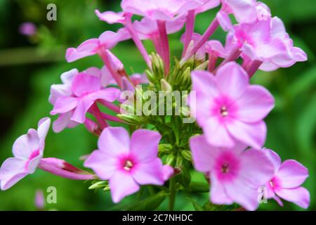 Lila, fuchsia helle und bunte Blumen im Freien, weiße Phlox, die im Garten wächst. Stockfoto