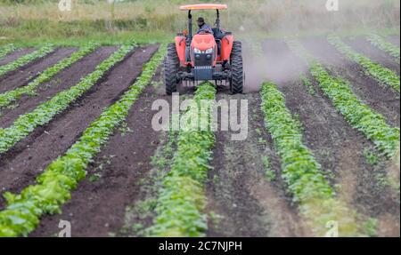 Victoria B.C., Kanada - 26. Juni 2020: Ein Traktor arbeitet in einem Bauernfeld, das zwischen den Reihen der Produkte jäten. Stockfoto