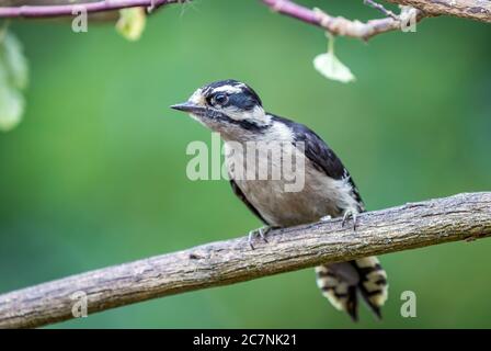 Ein flauschiger Specht ' Picoides pubescens ' hält auf einem Zweig auf der Suche nach Nahrung. Stockfoto