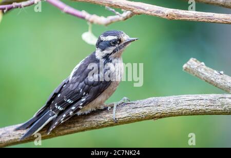 Ein flauschiger Specht ' Picoides pubescens ' hält auf einem Zweig auf der Suche nach Nahrung. Stockfoto