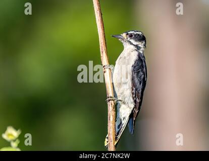 Ein flauschiger Specht ' Picoides pubescens ' hält auf einem Zweig auf der Suche nach Nahrung. Stockfoto