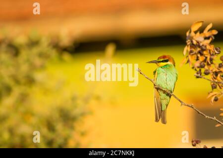 Farbenfroher Vogel. Grüne Natur Hintergrund. Vogel: Europäischer Bienenfresser. Merops apiaster. Stockfoto